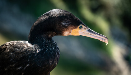 Great cormorant (Phalacrocorax carbo) portrait, close-up