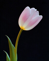 Tulip isolated on black