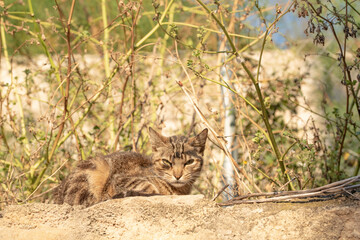 Kitten  crouched in the undergrowth.  Feline  lying down and on the prowl looking suspiciously and cautiously at the photographer's camera in a forest near the city at sunrise