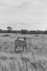 Obraz premium zebra in the wild in a black and white format