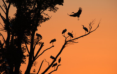 silhouettes of storks sitting on a tree at sunset