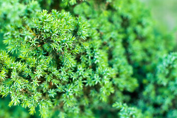 ornamental garden plant. Close-up blossom flowers. beautiful morning nature.
