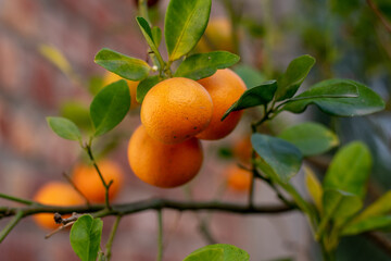 hanging oranges in rooftop garden in Banglaeshi town.	