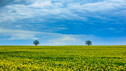 symetria pola rzepaku © Pawe