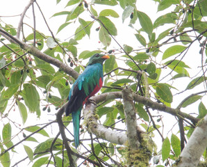 Golden-headed Quetzal