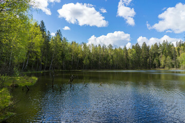 Fototapeta na wymiar View of the forest lake, the system of Blue Lakes in Belarus