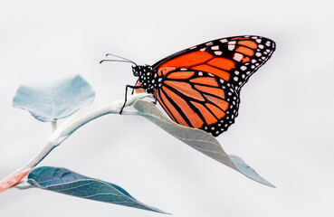 Closeup beautiful butterfly in a summer garden