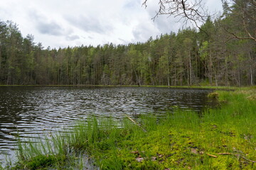 View of the forest lake, the system of Blue Lakes in Belarus