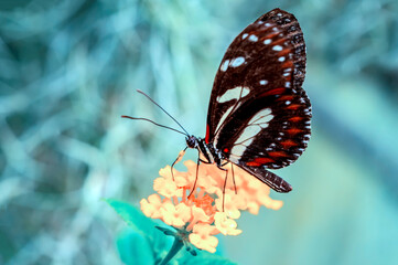 Closeup beautiful butterfly in a summer garden