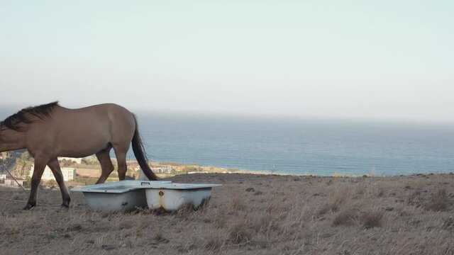 Beautiful brown horse feeding on top of the hill against the wind, Porto Santo island, Portugal
