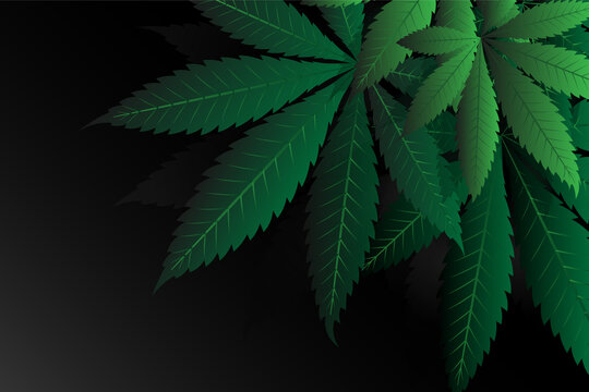 Cannabis leaves of a plant on a dark background