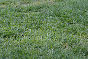 Green grass background.