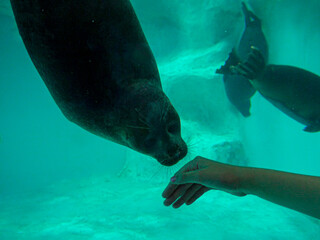 Obraz premium Girl holds out her hand to a fur seal. The concept of close communication with nature of people from big cities.