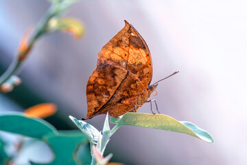 Dead leaf butterfly , Kallima inachus, aka Indian leafwing, standing wings folded on a bamboo branch, dead leaf imitation.