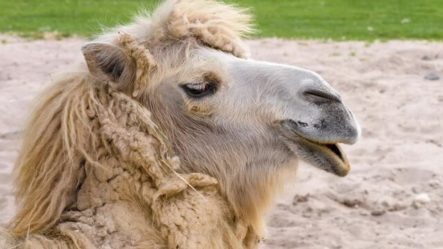 Close up of camel, dromedary head looking around and chewing