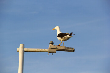 seagull