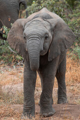 Fototapeta na wymiar A baby elephant in Africa