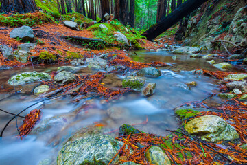 West Fork of Limekiln Creek Flowing  Through Coastal  Redwood Forest in Limekiln State Park, Big Sur, California, USA