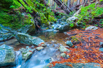 West Fork of Limekiln  Creek Flowing  Through Coastal  Redwood Forest in Limekiln State Park, Big Sur, California, USA