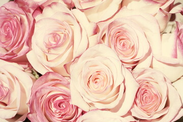 pink roses background soft 