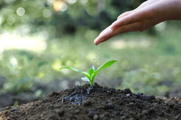 Hand nurturing and watering young baby plants growing in germination sequence on fertile soil