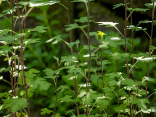 Fototapeta na wymiar 緑の植物