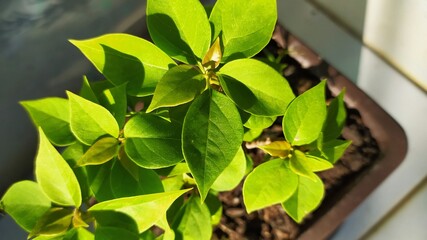 green leaves on a tree