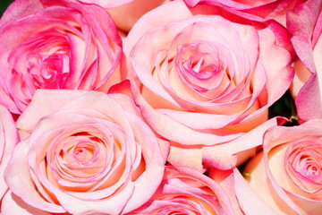 close up of pink roses vintage  feel