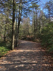 hiking trail trees