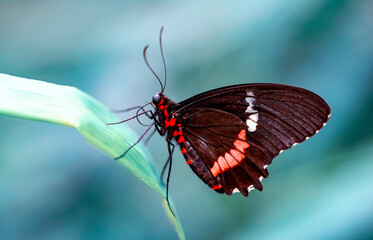 Closeup beautiful butterfly in a summer garden