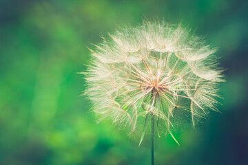 A large dandelion has gone to seed in a beautiful green background