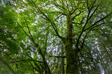 Beautiful green trees covered in moss in the rainforests of Vancouver bc 