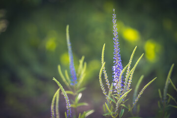 Macro picture of a beautiful blue flower in a meadow.