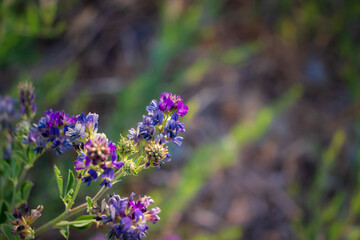 A beautiful macro picture of Alfalfa flower blooming.en.