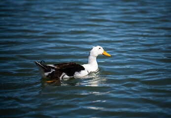 Fototapeta na wymiar Duck swimming in a lake