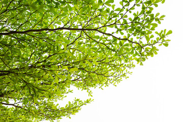 Obraz premium Branches of a tree and green leaf on white background