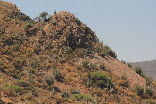 Plantas semides&eacute;rticas cact&aacute;ceas en Zimap&aacute;n Hidalgo M&eacute;xico