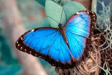 Closeup beautiful butterfly in a summer garden