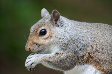 Squirrel in the woods