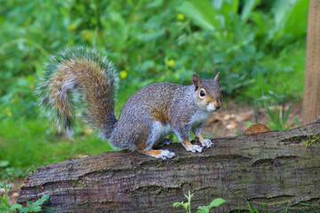 Squirrel on a tree