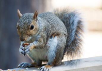 Squirrel with a Peanut in the Park