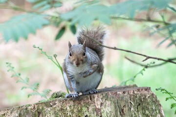 Portrait of Squirrel in the Forest