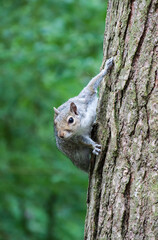Squirrel on a tree