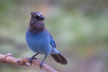 Steller's Jay perched on a branch