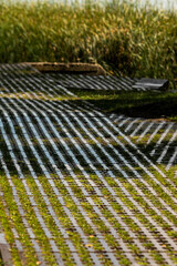 Obraz premium street paving slabs, wet stone and grass walkway, ecological path in landscape design