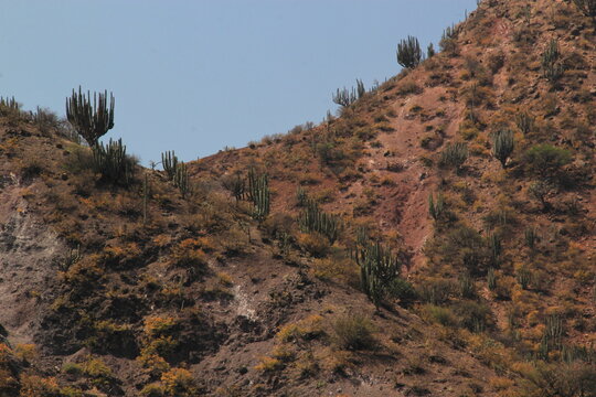 Plantas semides&eacute;rticas cact&aacute;ceas en Zimap&aacute;n Hidalgo M&eacute;xico