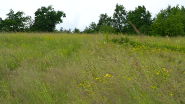 Grass in hard wind, spring flowers - (4K)
