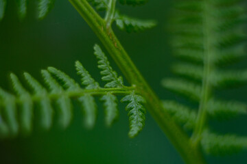 Perfect natural fern pattern. Beautiful background made with young green fern leaves. Color of kale.