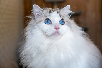 Blue Eyed Ragdoll Cat Portraits
