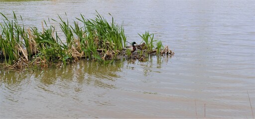 A small island in a pond, overgrown with green grass, on which a duck rests
